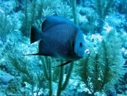 Black Angel, Picture taken near Ambergis Caye, Belize. Di... by Gordon Skiba 